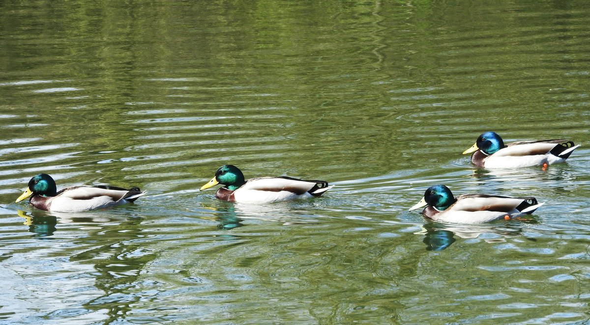 STOCKENTEN-FORMATION AUF DER SIEG
An fast allen Gewssern findet man sie,ob Fluss,See oder Teich in der Grostadt-die STOCKENTE,
Stammform der Hausente und am hufigsten vorkommende heimische Schwimmente- ein sehr ruffreudiges
Tier mit schnen Formationsstarts und -landungen auf dem Wasser....
hier am 14.4.2018 in Dattenfeld/SIEG.....