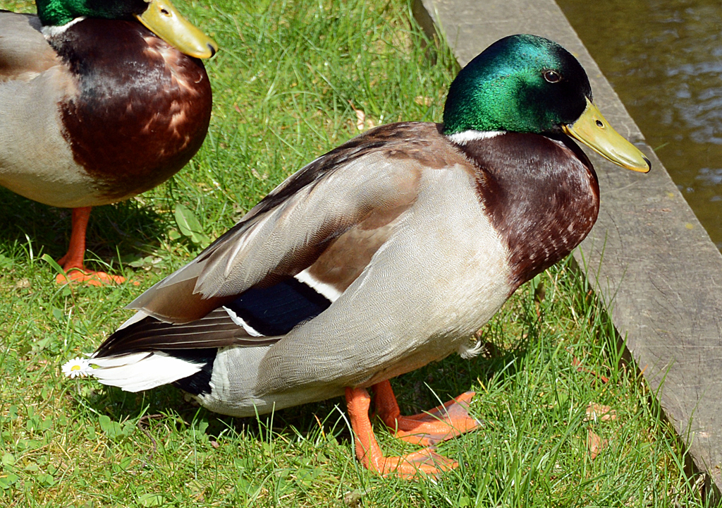 Stockenten-Mnnchen im Schlopark Gracht in Erftstadt-Liblar - 02.04.2014