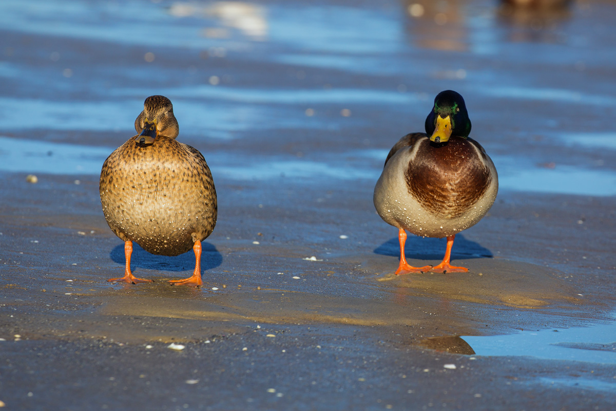 Stockenten Prchen auf einer Sandbank beim Sonnenbaden. - 15.02.2017