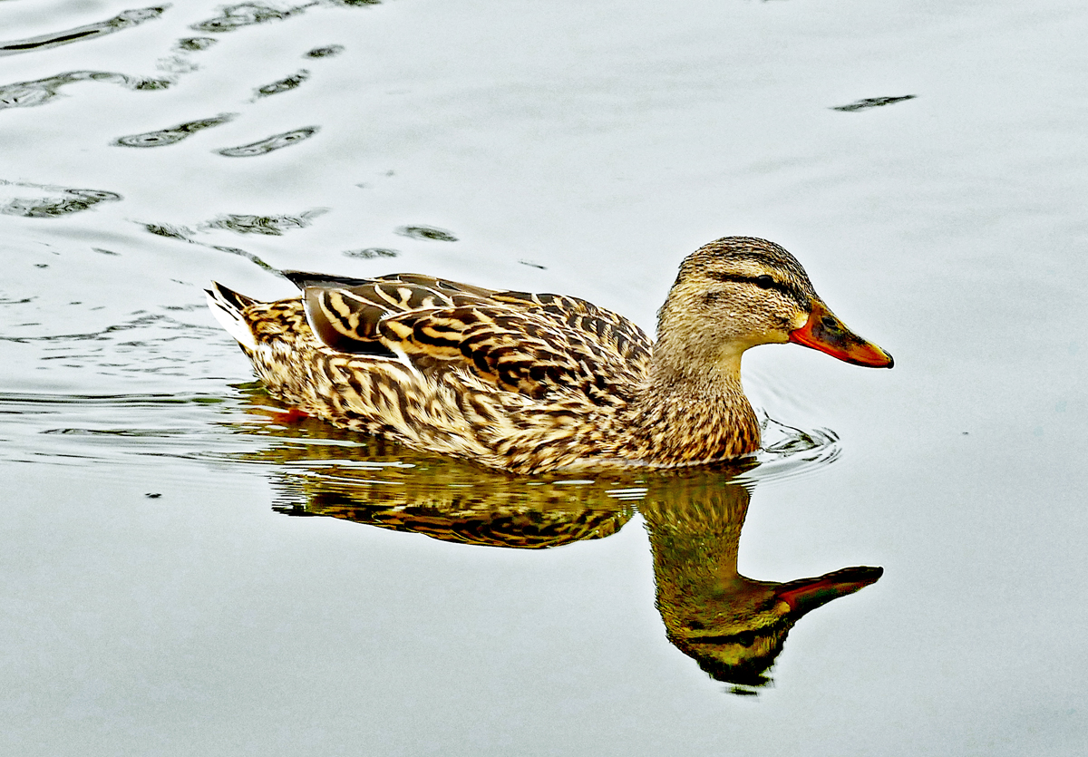 Stockenten-Weibchen im See des Freizeitparks Rheinbach - 21.03.2018