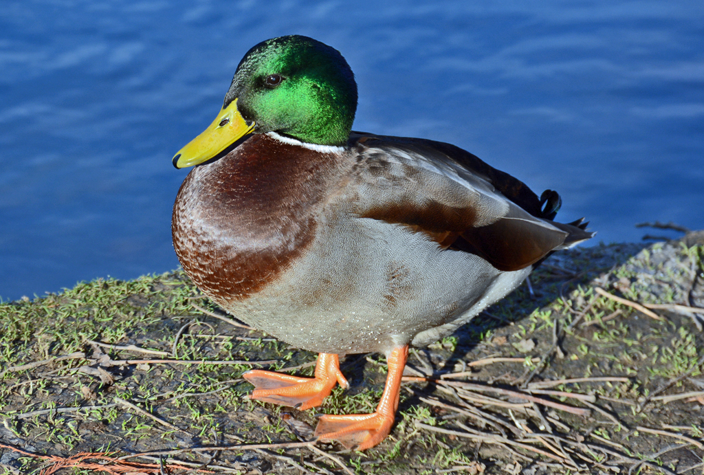 Stockentenerpel im Freizeitpark Rheinbach - 07.12.2015