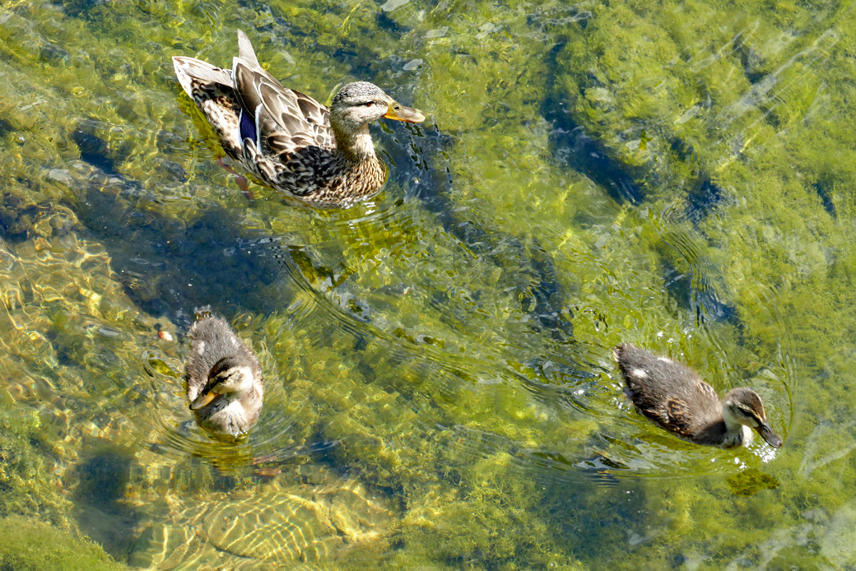 Stockentenfamilie in der Ahr in Bad Neuenahr - 12.07.2020