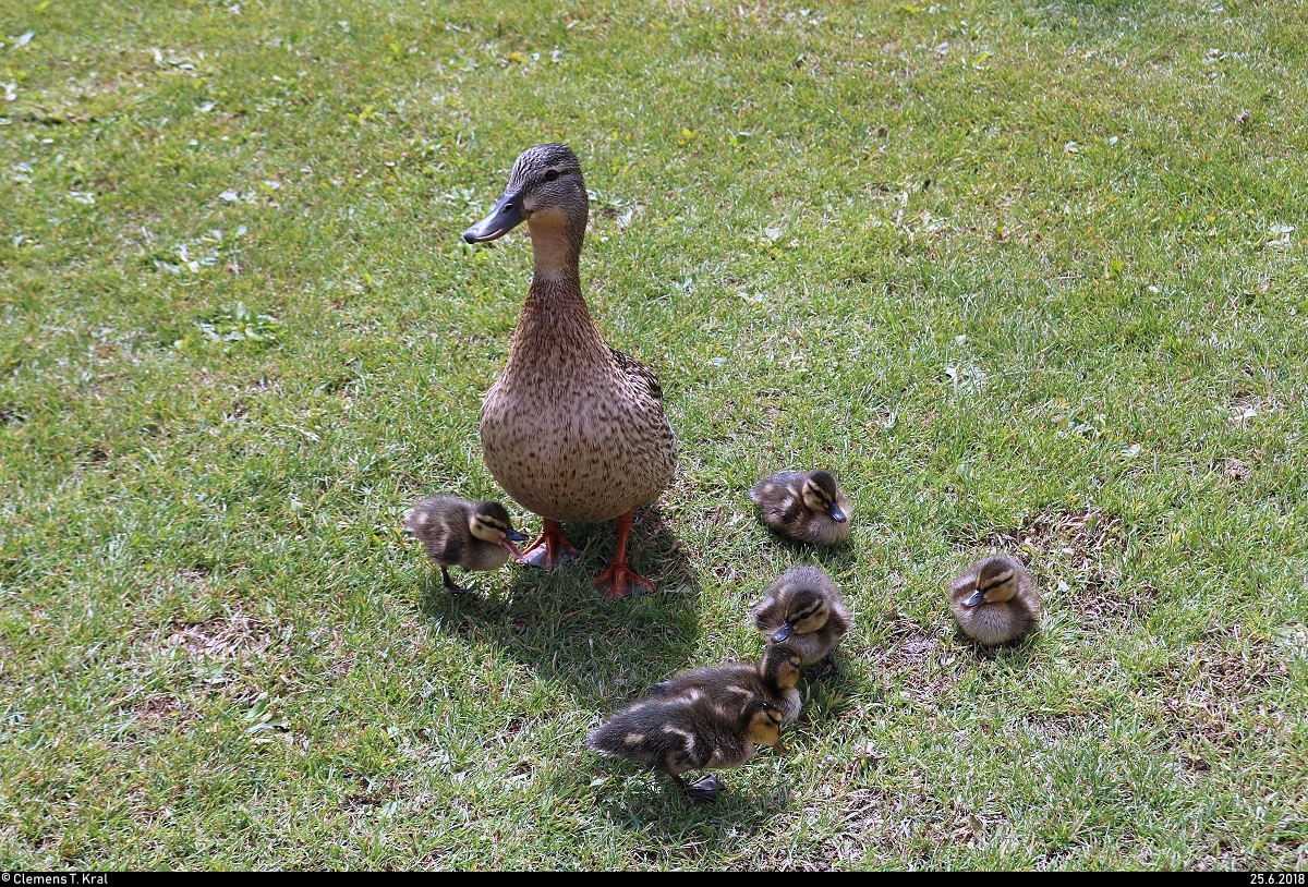 Stockentenfamilie am Nordstrand des Sen Sees in Seeburg (Gemeinde Seegebiet Mansfelder Land). [25.6.2018 | 11:30 Uhr]