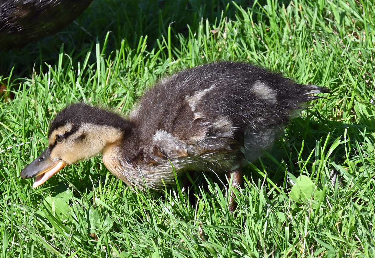 Stockentenkken im Freizeitpark Rheinbach - 10.09.2020