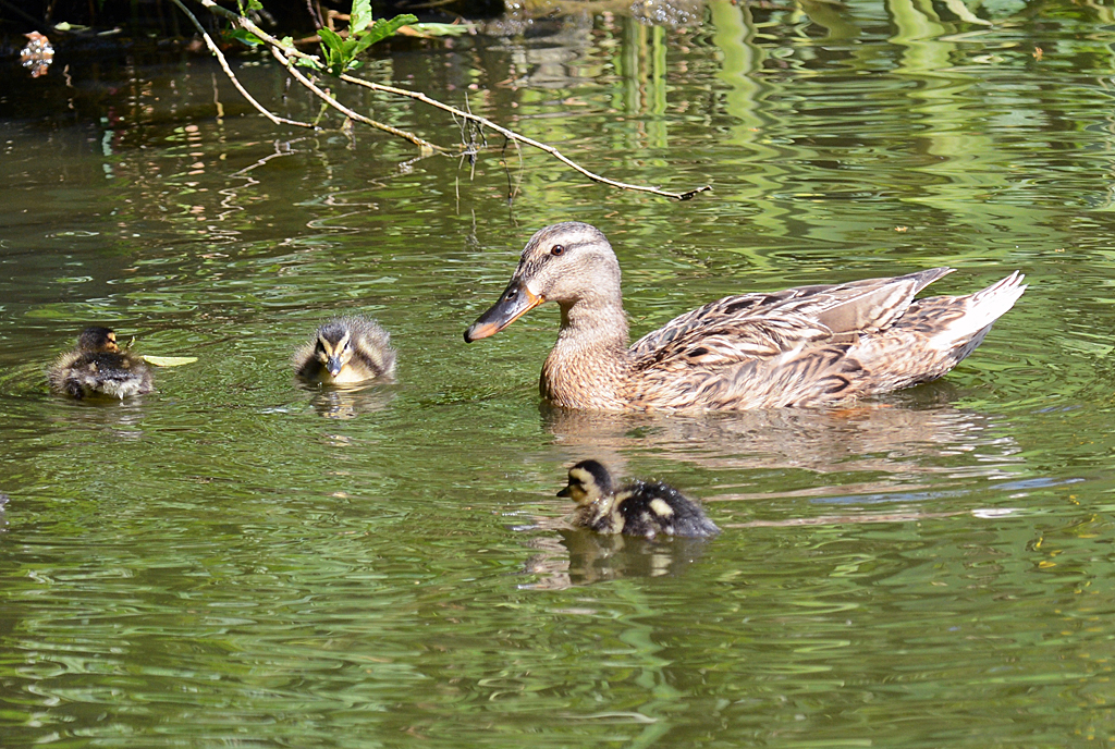 Stockentenmutter mit Kken in einem Teich in Euskirchen - 13.06.2014