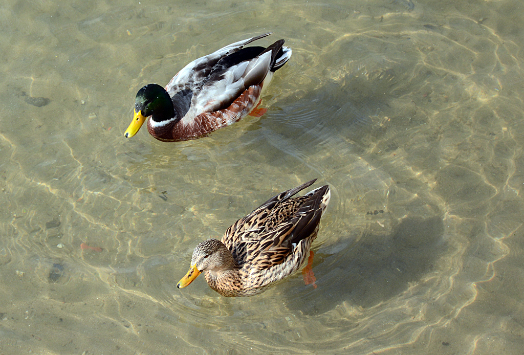 Stockentenpaar im Rhein in Neuwied - 04.03.2014