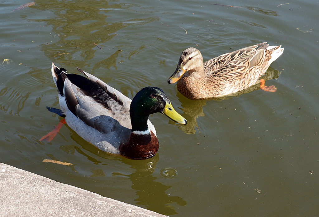 Stockentenpaar im Schillerpark in Euskirchen - 27.03.2014