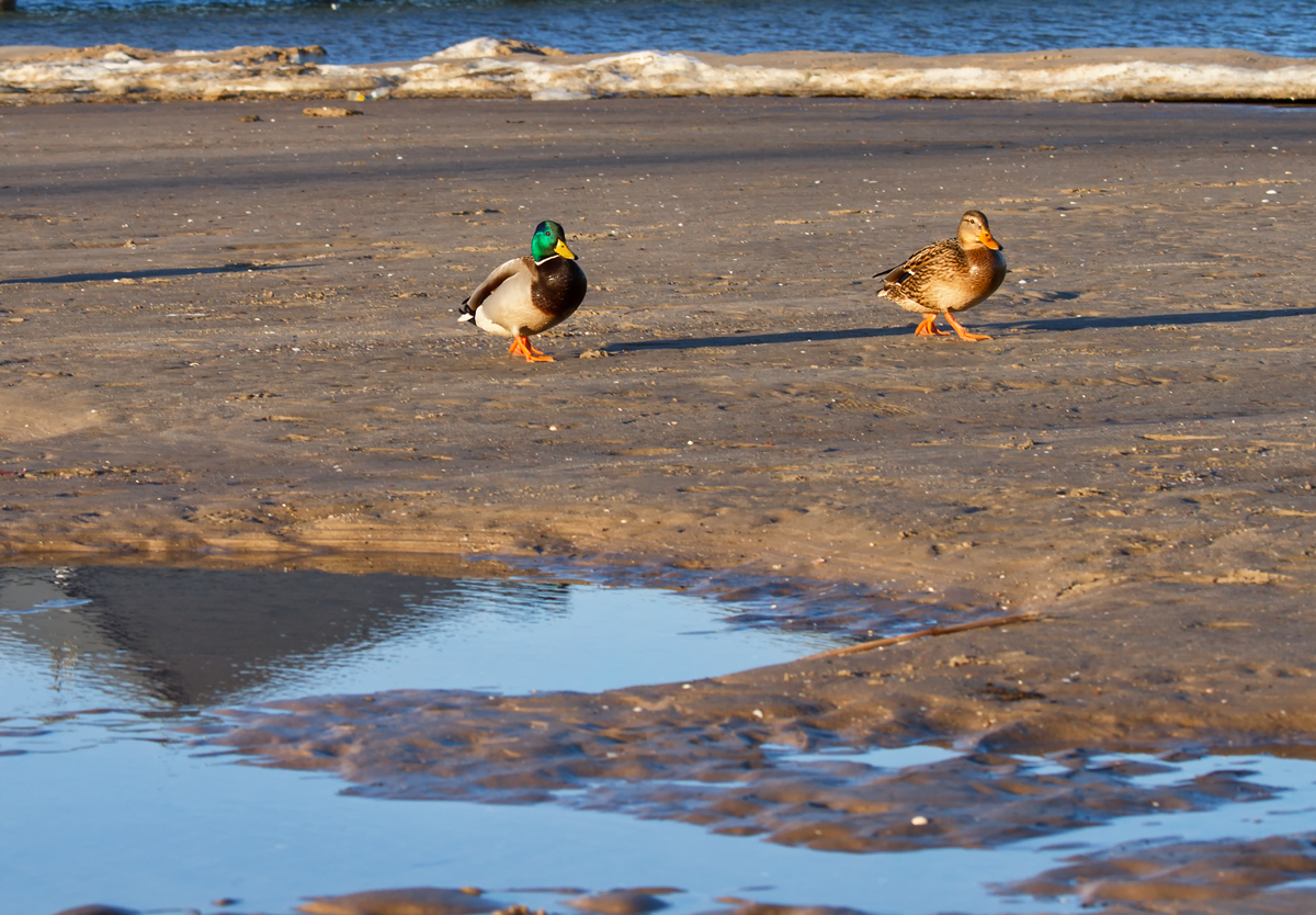 Stockentenprchen auf Strandwanderung. - 09.02.2014