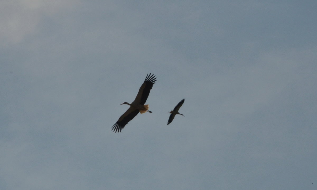 Strche im Anflug zum Nest im Mendlishauser Hof bei Salem /Bodensee, 02.06.2017.