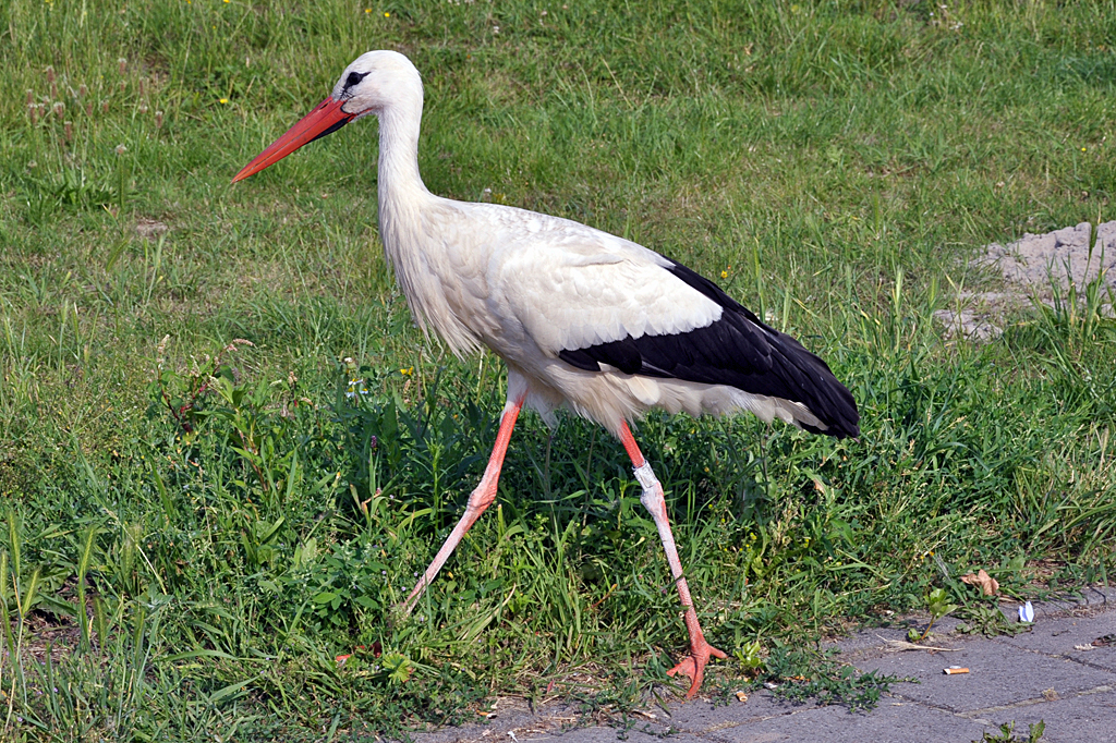 Storch am Autobahnparkplatz bei Utrecht - 23.07.2013