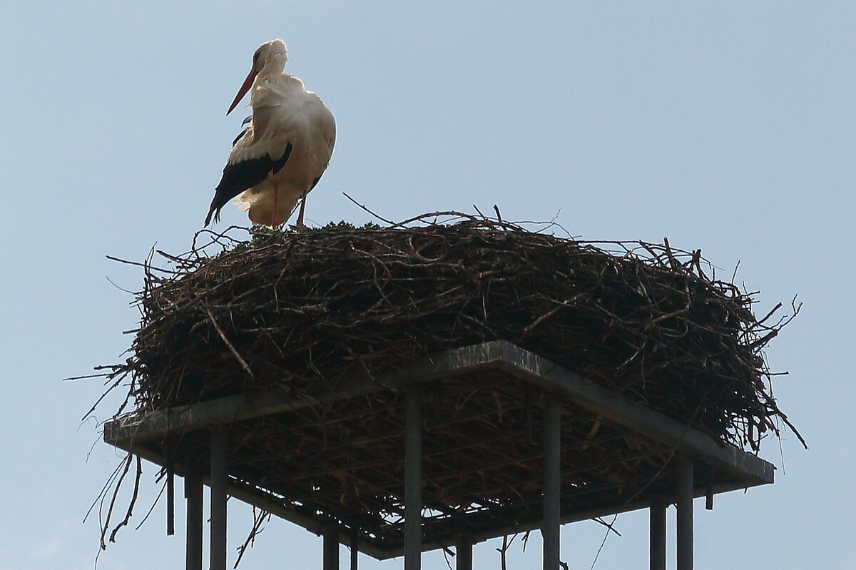 Storch am Rande vom sdlichen Berlin in Wamannsdorf (gehrt zu Schnefeld). Gesehen am 19. April 2022.