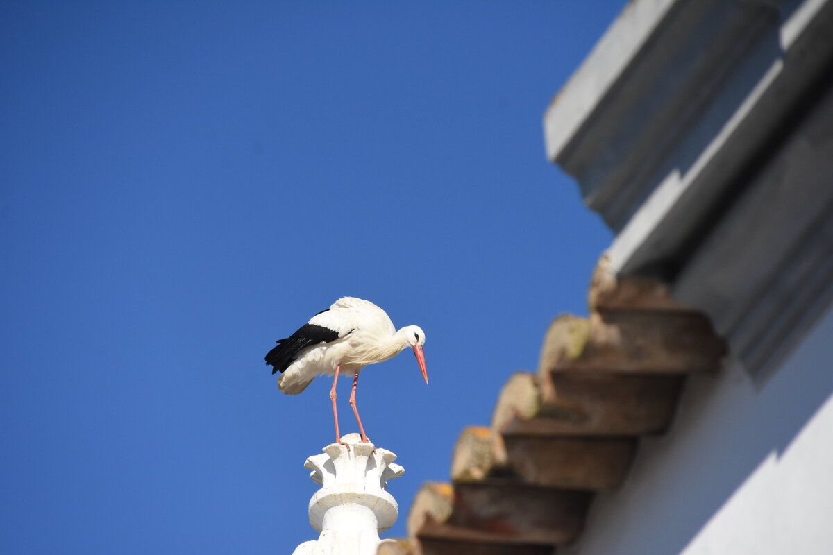 Storch auf der Kapelle Nossa Senhora da Soledade (OLHO, Distrikt Faro/Portugal, 25.01.2019)