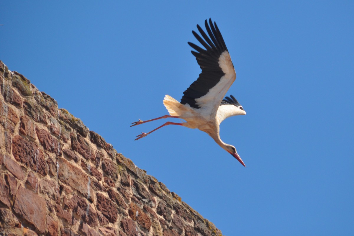 Storch beim Abflug (PORTUGAL - Silves, 06.05.2014)