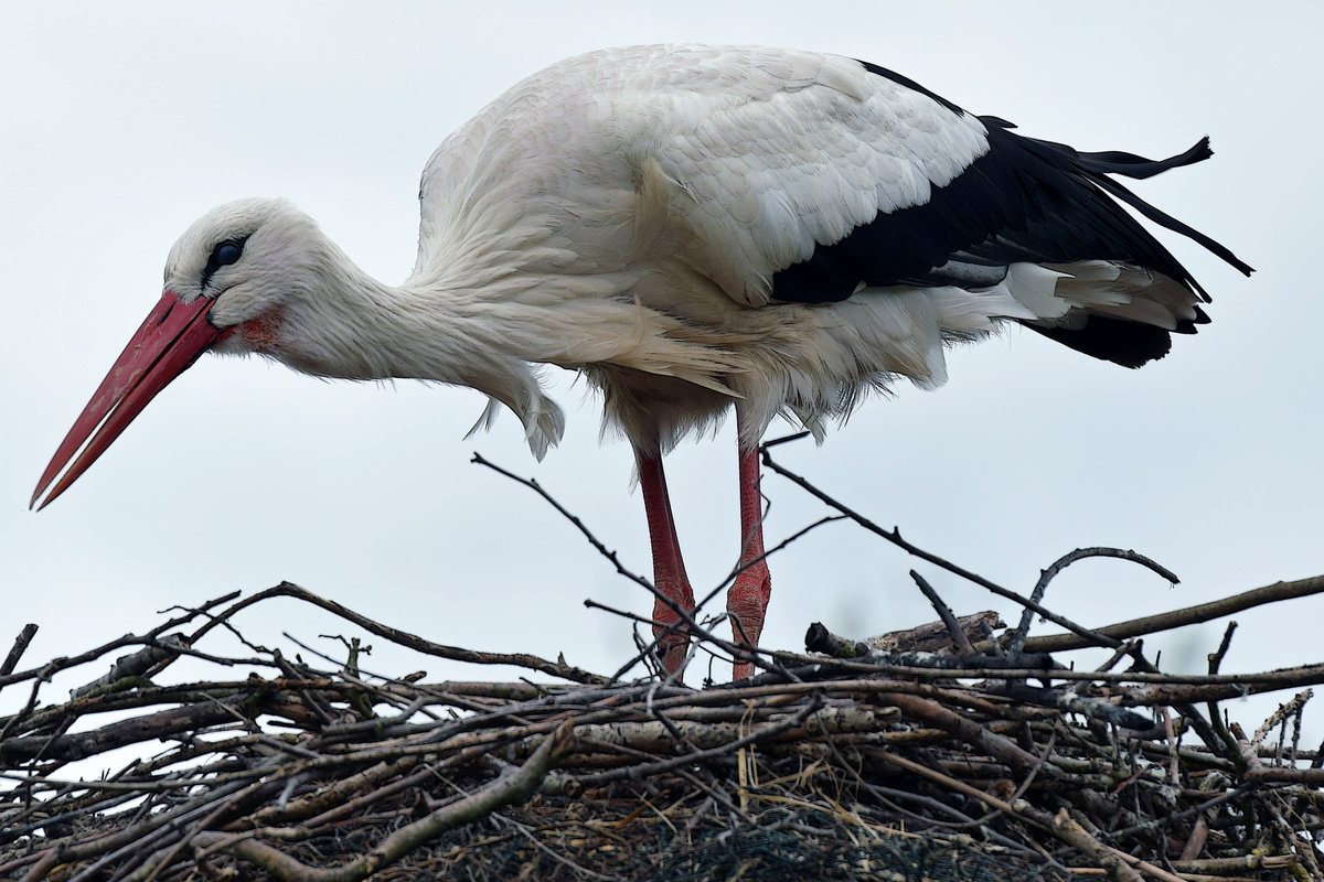 Storch, fotografiert im Herbst 2019 im Raum Lbeck