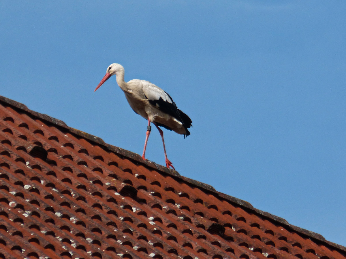 Storch gesehen auf einem Dach in der Innenstadt von Crailsheim 28.06.2015