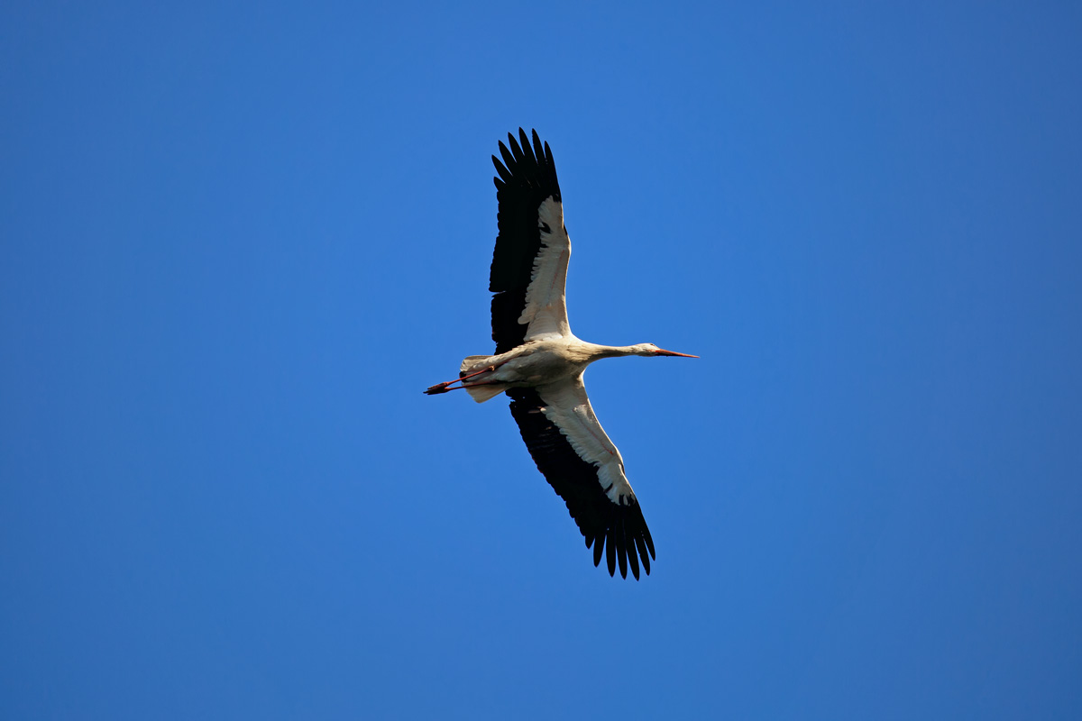 Storch mit seltsamen Verletzungen unter den Schwingen und im Gesicht. - 09.04.2017