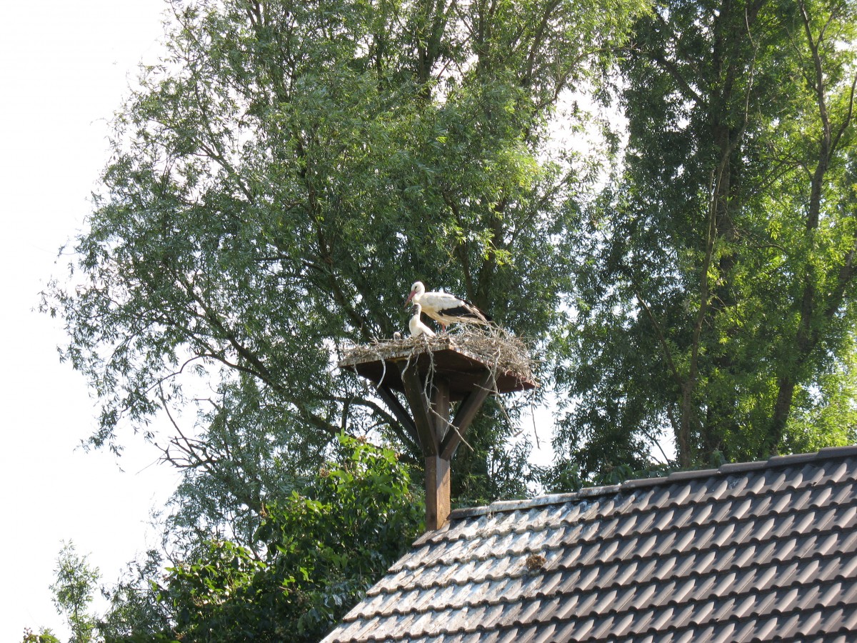 Storch mit zwei Jungen. Rheinberg-Wallach  Am Deich  - 2015-06-11-16-20-47 