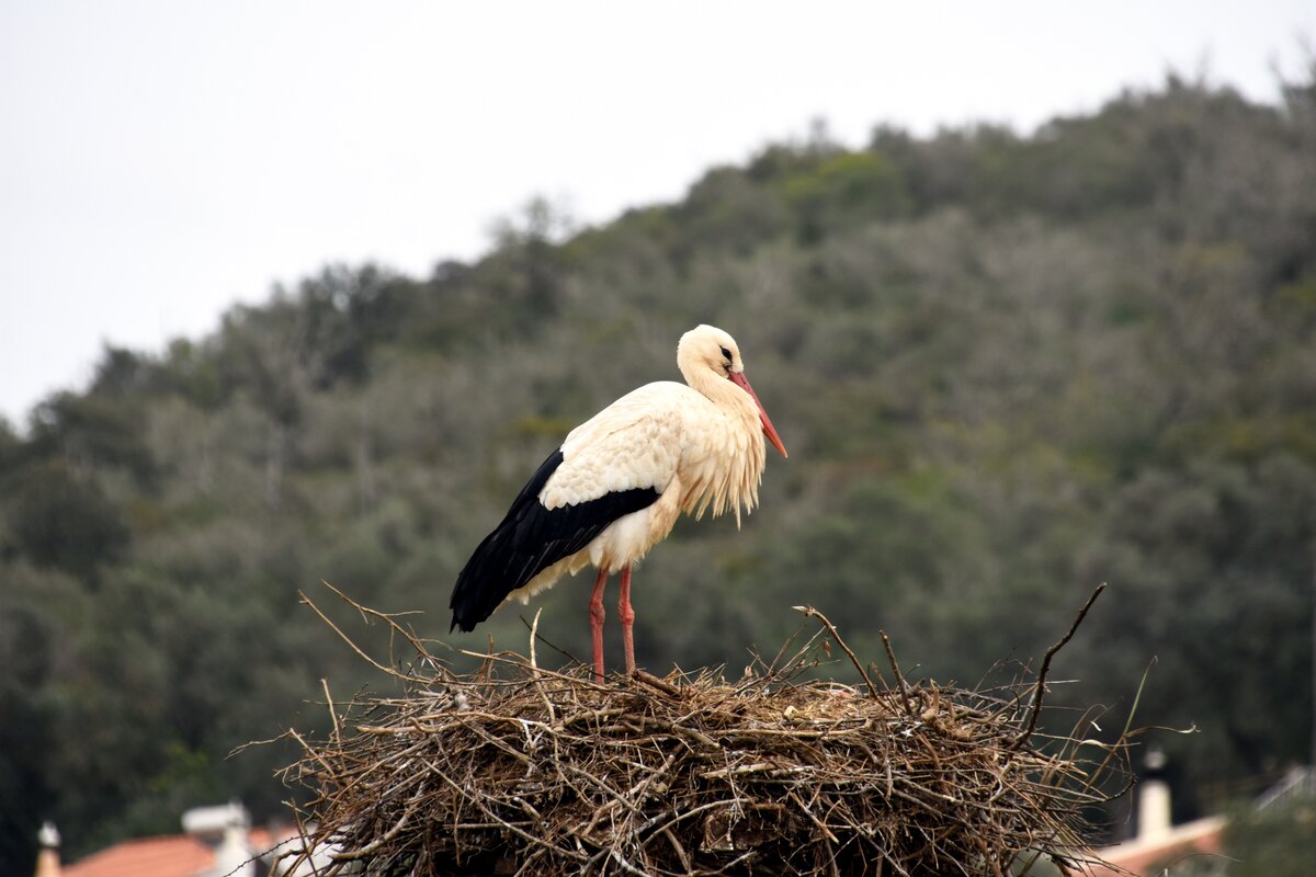 Storch im Nest am Rio Arade (SILVES, Distrikt Faro/Portugal, 17.03.2022)