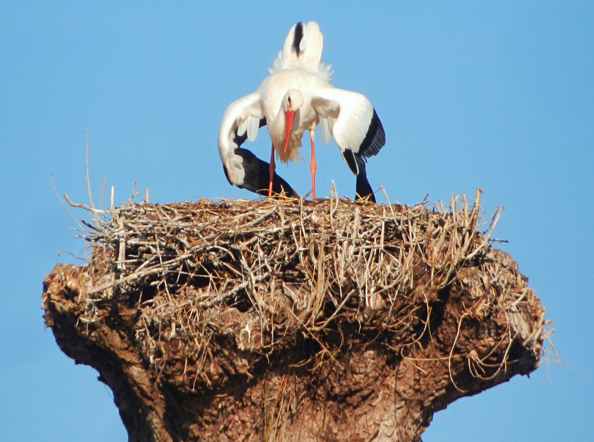 Storch - Storchentanz, aufgenommen in Rapperswil am Zrichsee - 20.03.2014