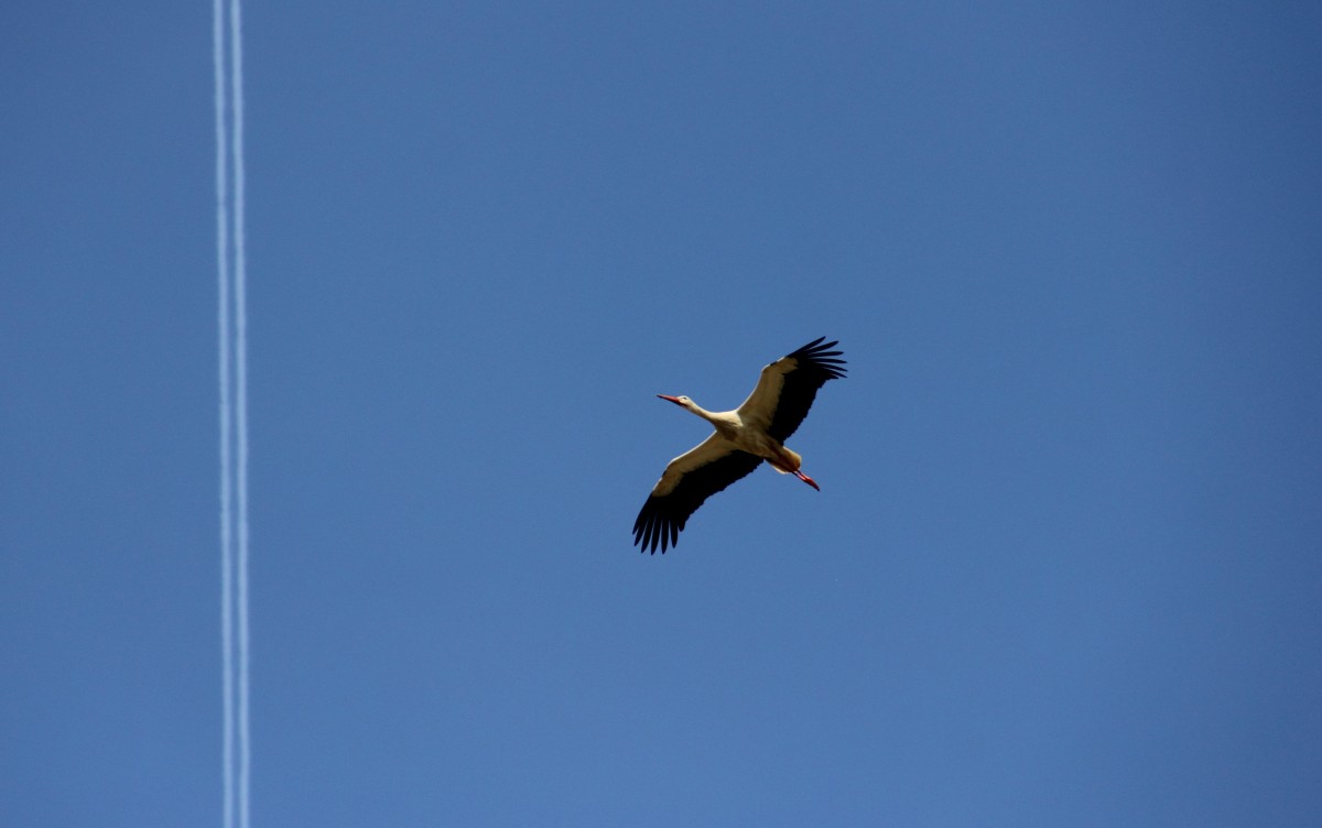 Storch ber Hochstadt am 05.05.2014.