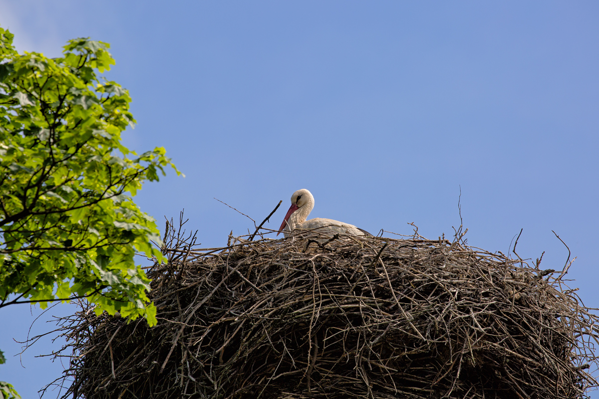 Storchennest an der B 109 zwischen Pasewalk und Jatznick. - 26.05.2016