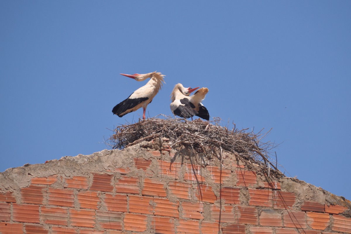 Storchenpaar beim Klappern (SILVES, Distrikt Faro/Portugal, 08.05.2014)