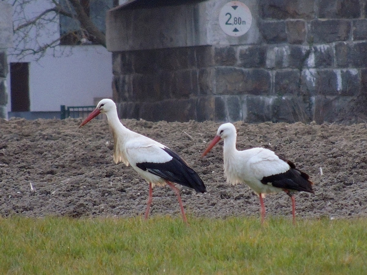 Storchenpaar (Ciconiidae) ist in den Abendstunden entlang der Hausruckbahn auf Futtersuche; 140307