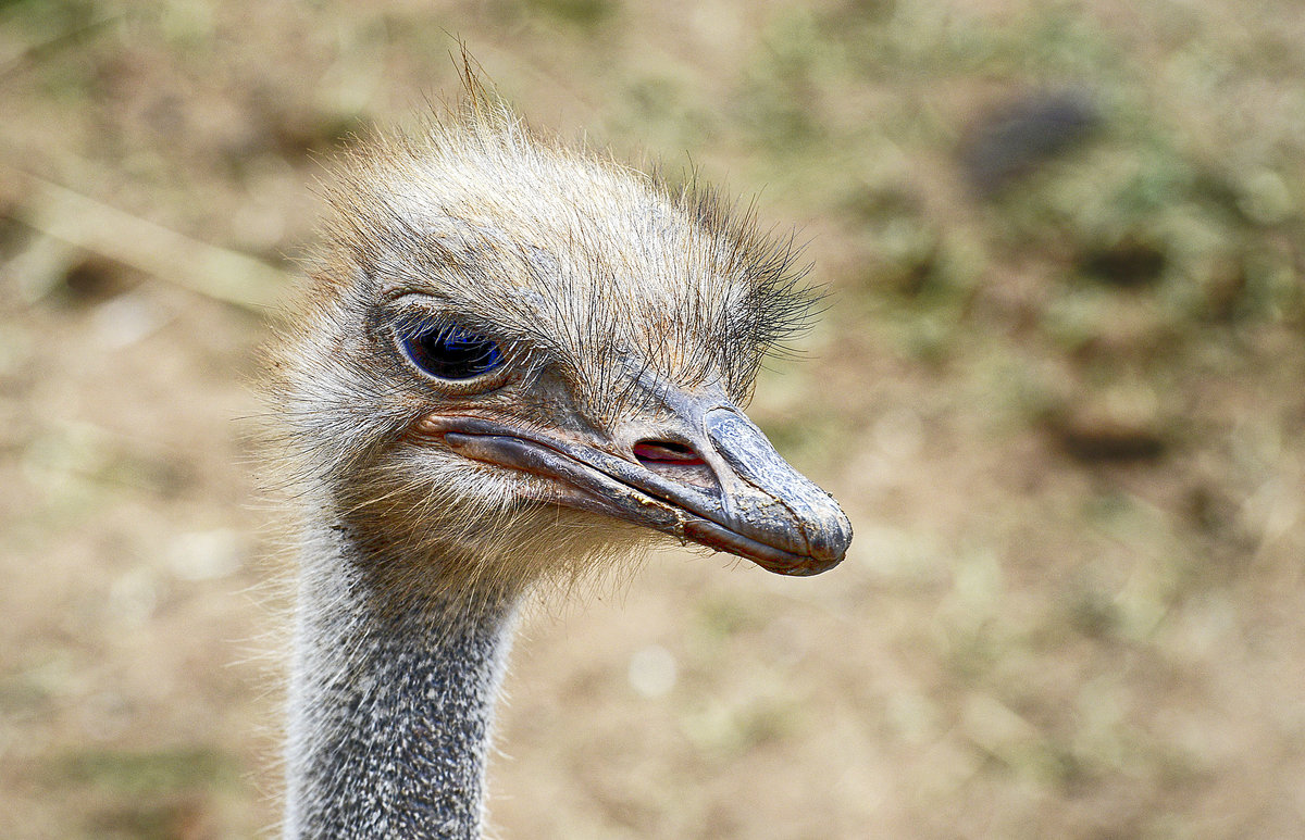 Strauss im Oasis Park auf der Insel Fuerteventura in Spanien. Aufnahme: 19. Oktober 2017.

Aufnahme: 20. Oktrober 2017.