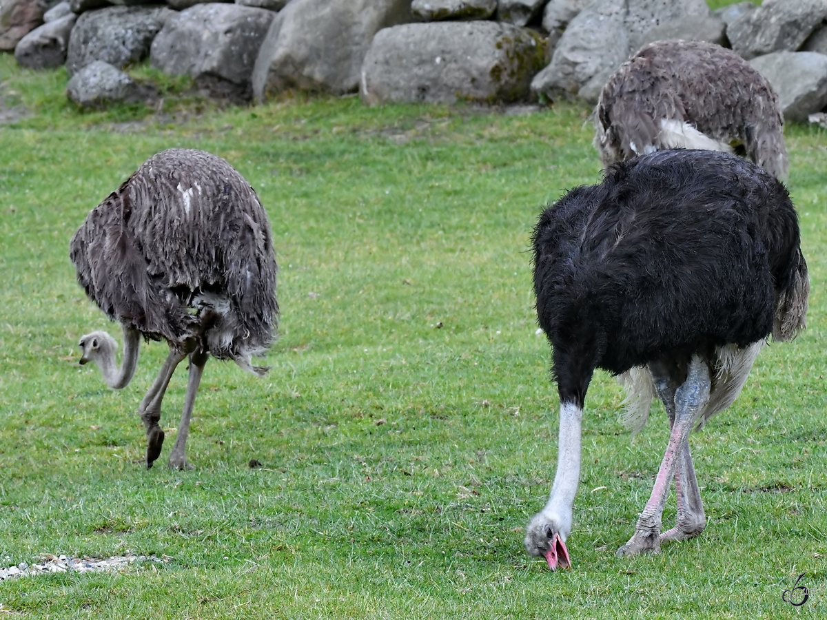 Strausse Anfang Juni 2018 im Zoo Aalborg.