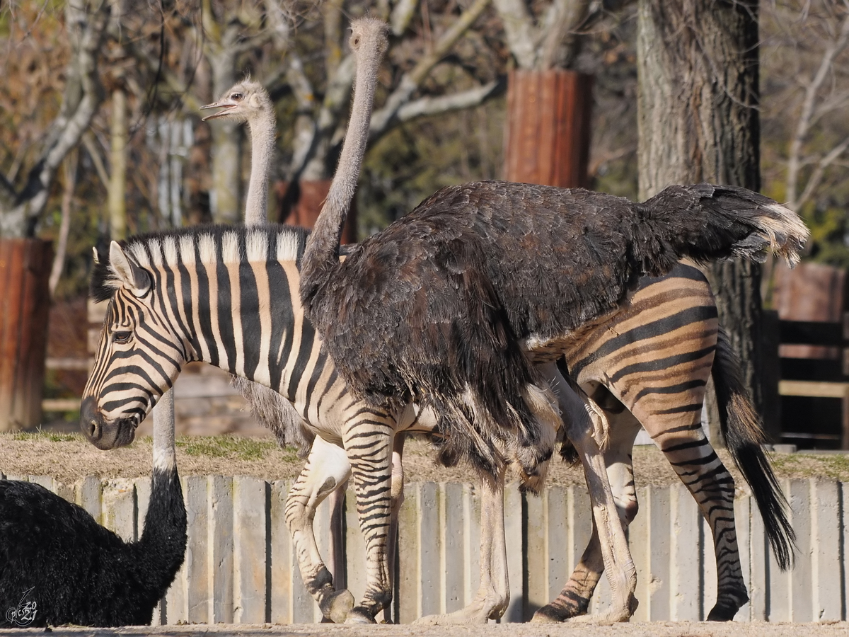 Straue und Zebras auf der Afrikaanlage im Zoo Madrid. (Dezember 2010)
