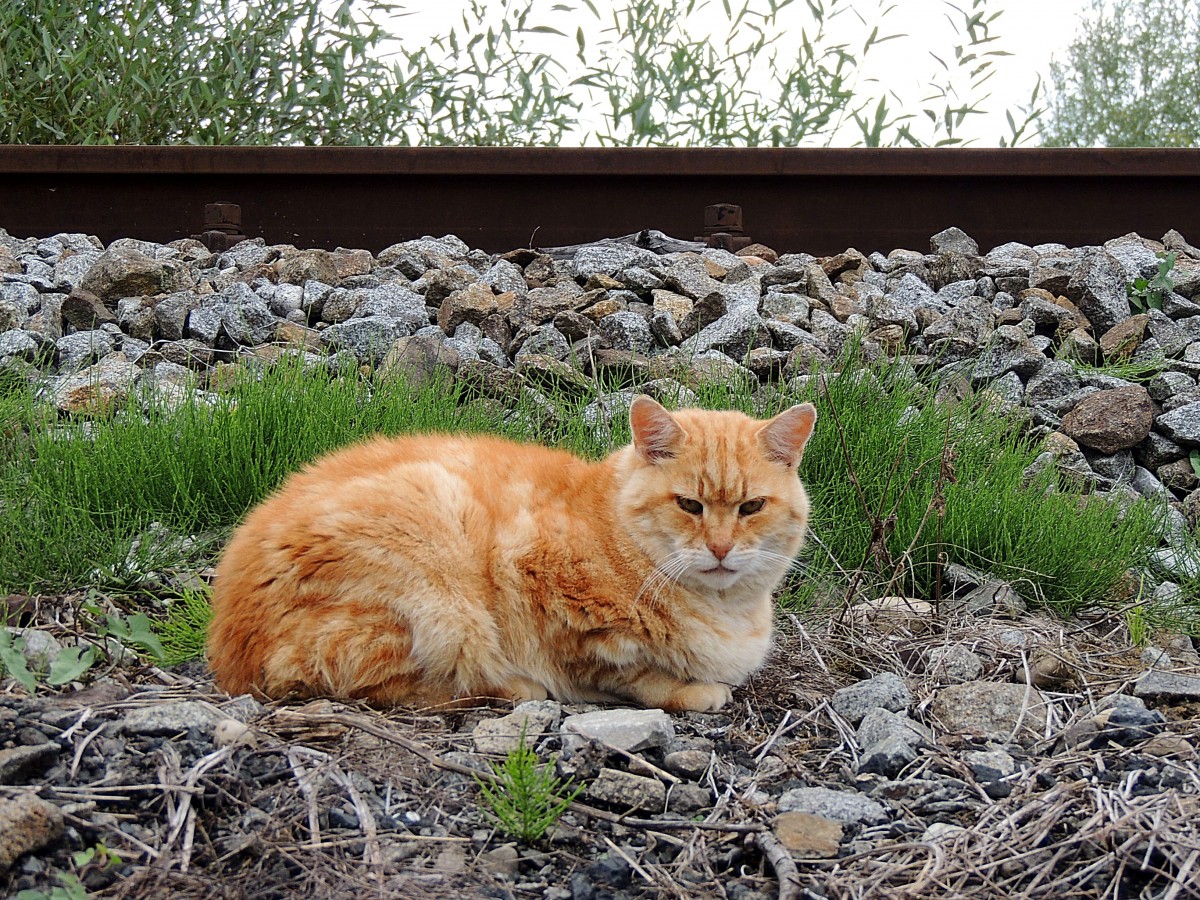  Streckenposten  an der Hausruckbahn scheint dieser rote Kater zu sein; 130921