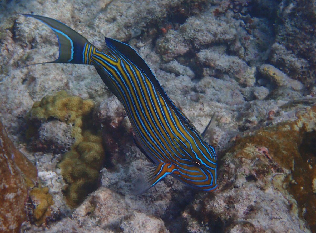 Streifen-Doktorfisch (vermutlich Acanthurus lineatus) auf Futtersuche in der Lagune des Rasdhoo-Atolls/Malediven am 31.07.2023.