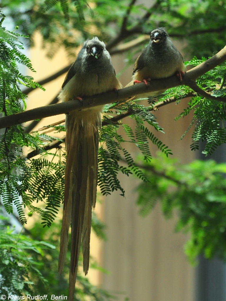 Streifenmausvogel (Colius striatus) im Zoo Berlin (Juli 2015).