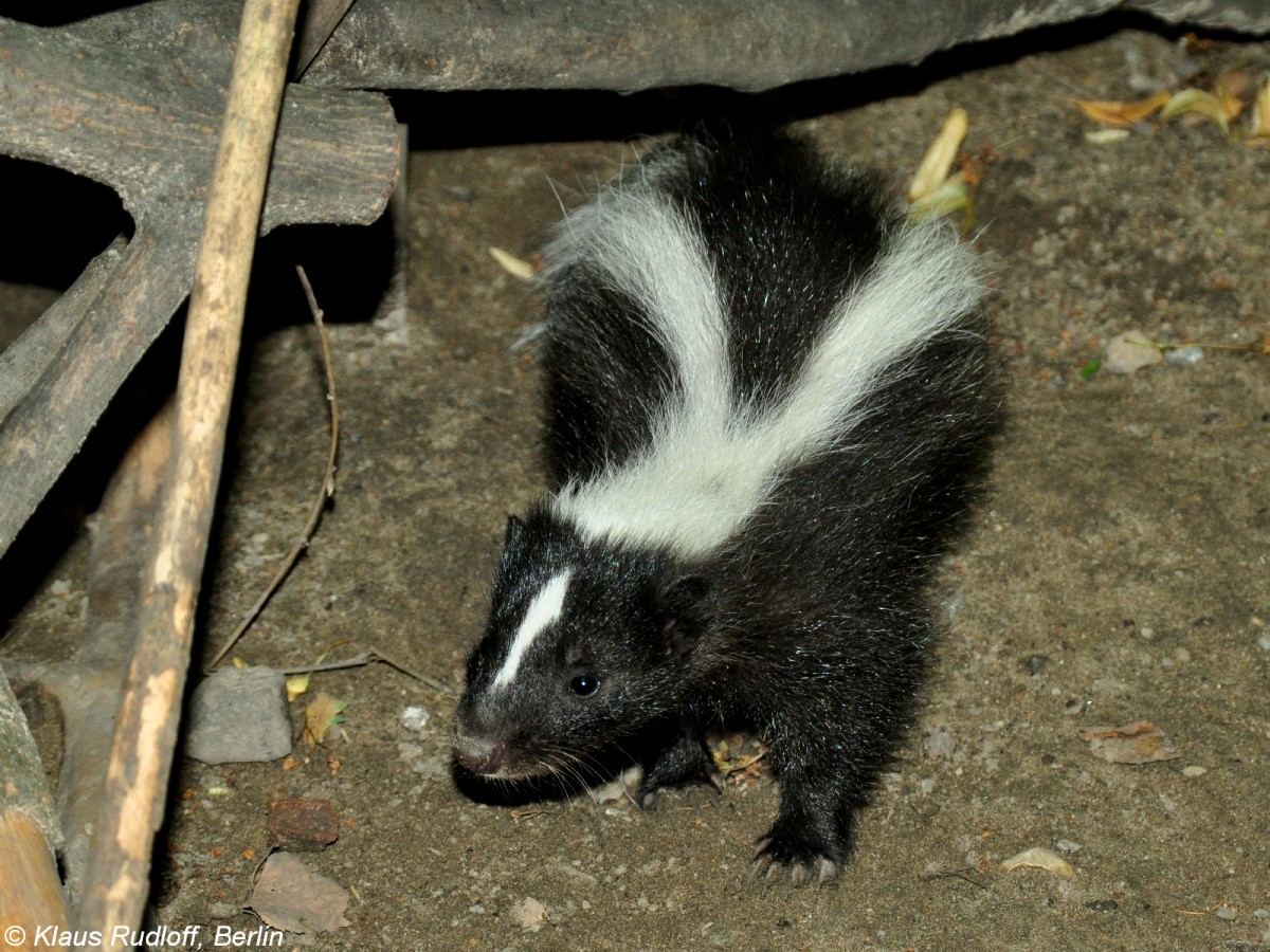 Streifenskunk (Mephitis mephitis). Jungtier im Tierpark Berlin (Juli 2015).