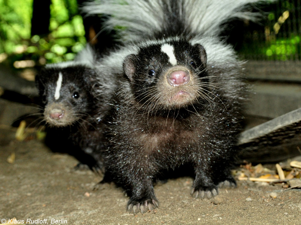 Streifenskunk (Mephitis mephitis). Jungtiere im Tierpark Berlin (Juli 2015).