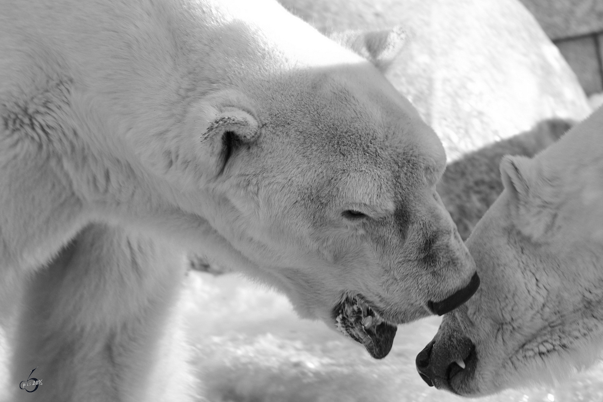 Streitende Eisbren im Zoo Wuppertal. (Januar 2009)