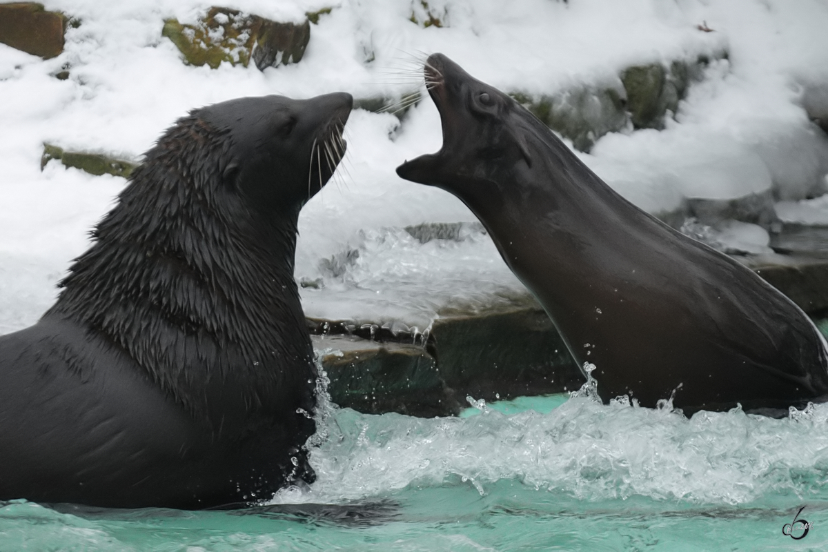 Streitende Seebren im Zoo Dortmund. (Februar 2010)