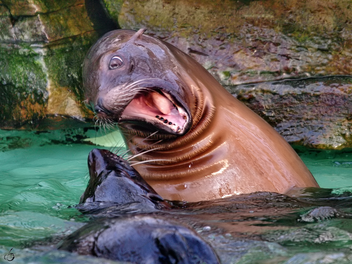 Streitende Seelwen im Zoo Dortmund. (Januar 2010)