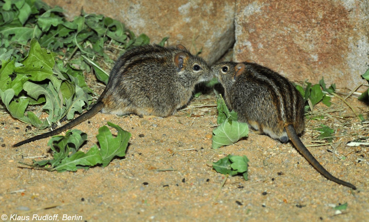 Striemengrasmaus (Rhabdomys pumilio) im Zoo und Botanischen Garten Pilsen (Plzen, Juni 2015).