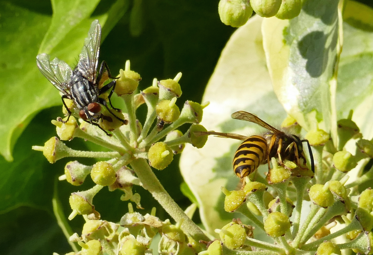 Stubenfliege und Wespe auf einer Gartenblte - 16.10.2019