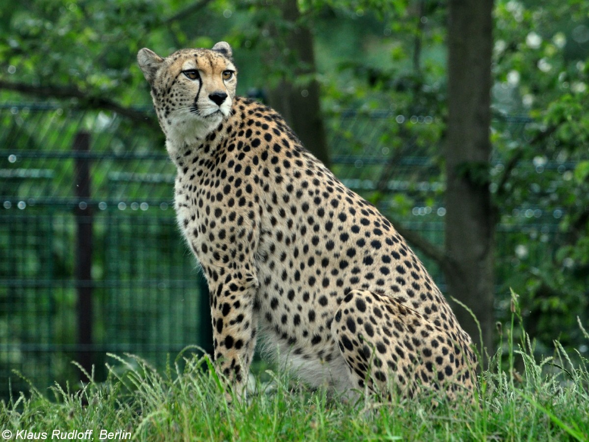 Sudan-Gepard (Acinonyx jubatus soemmenringii) im Zoo und Botanischen Garten Pilsen (Plzen, Juni 2015.