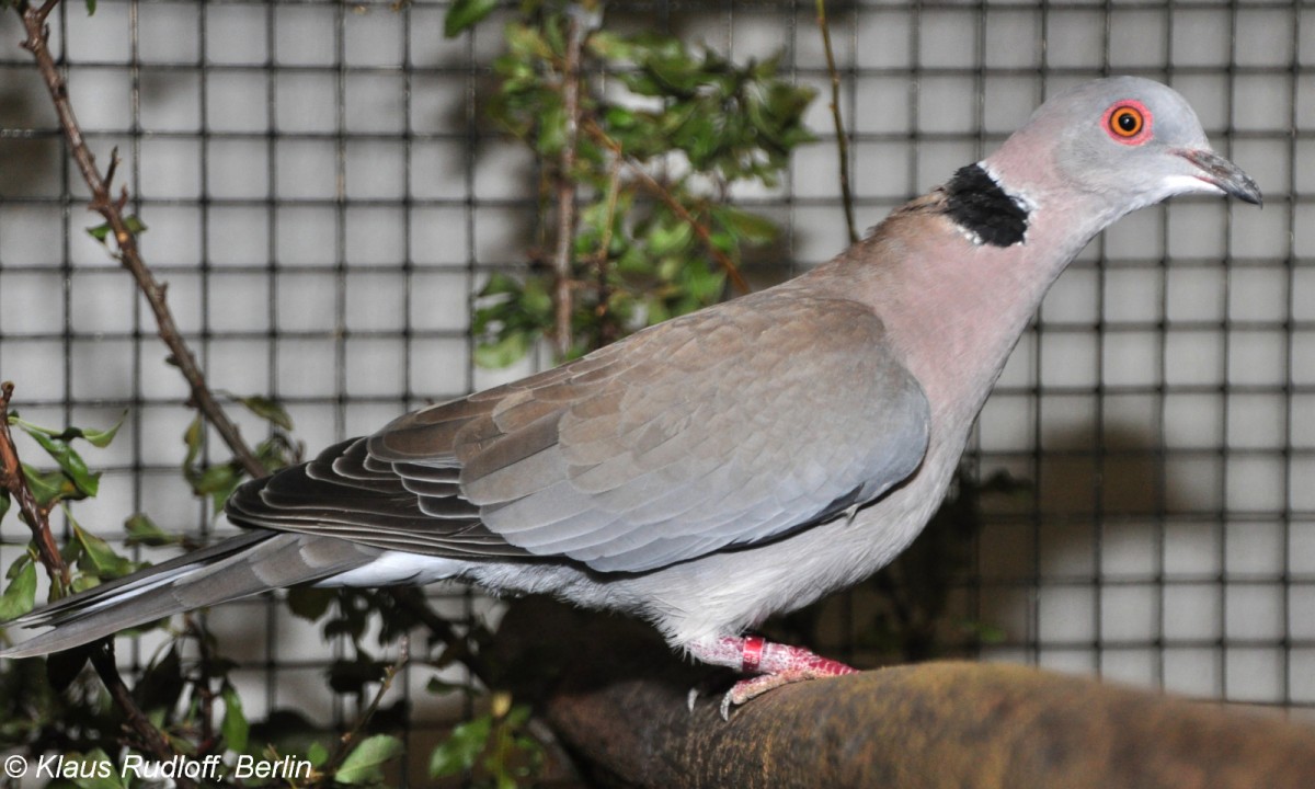 Sudan-Trauertaube oder Trillertaube (Streptopelia decipiens) auf der Landesvogelschau Recklinghausen (Januar 2014).