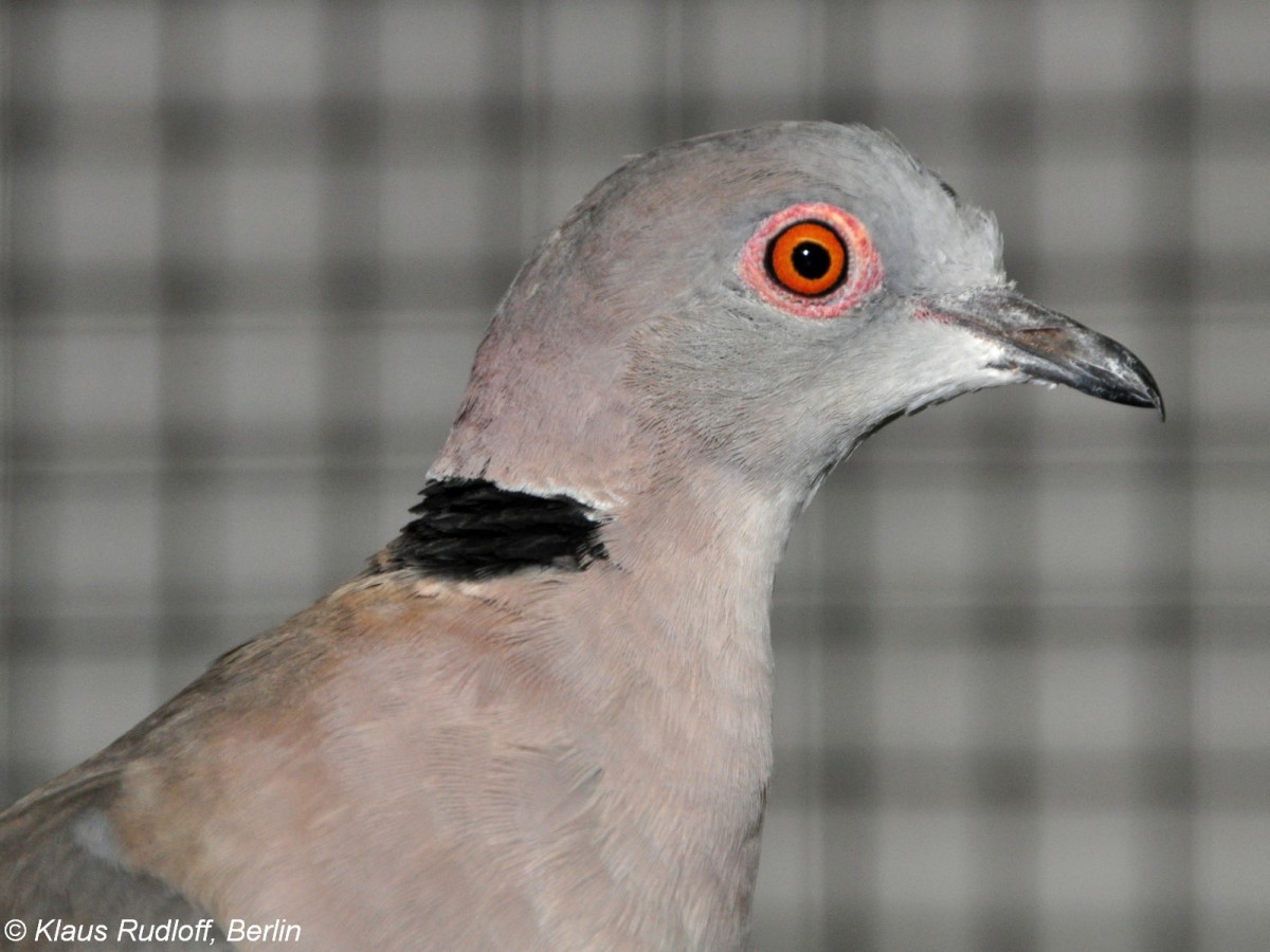 Sudan-Trauertaube oder Trillertaube (Streptopelia decipiens) auf der Landesvogelschau Recklinghausen (Januar 2014).