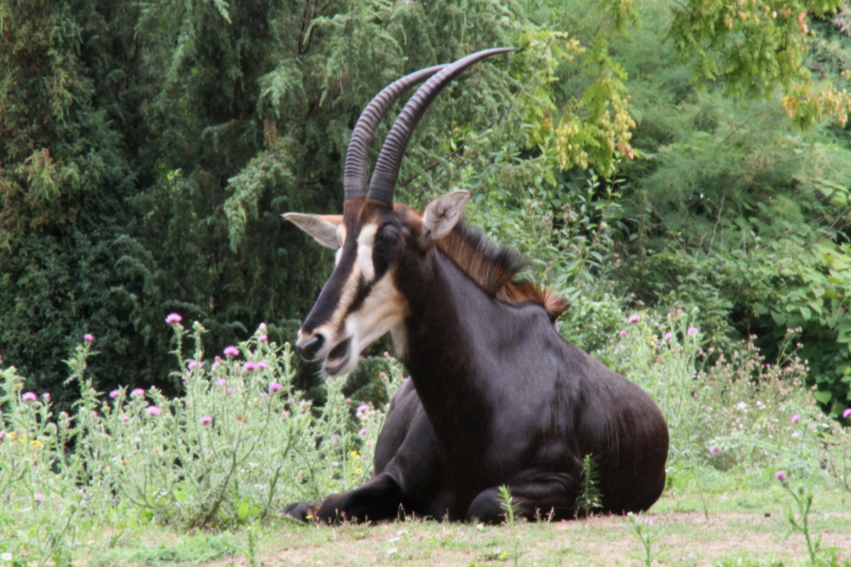 Sdafrikanische Rappenantilope (Hippotragus niger niger) am 3.8.2010 im Frankfurter Zoo.