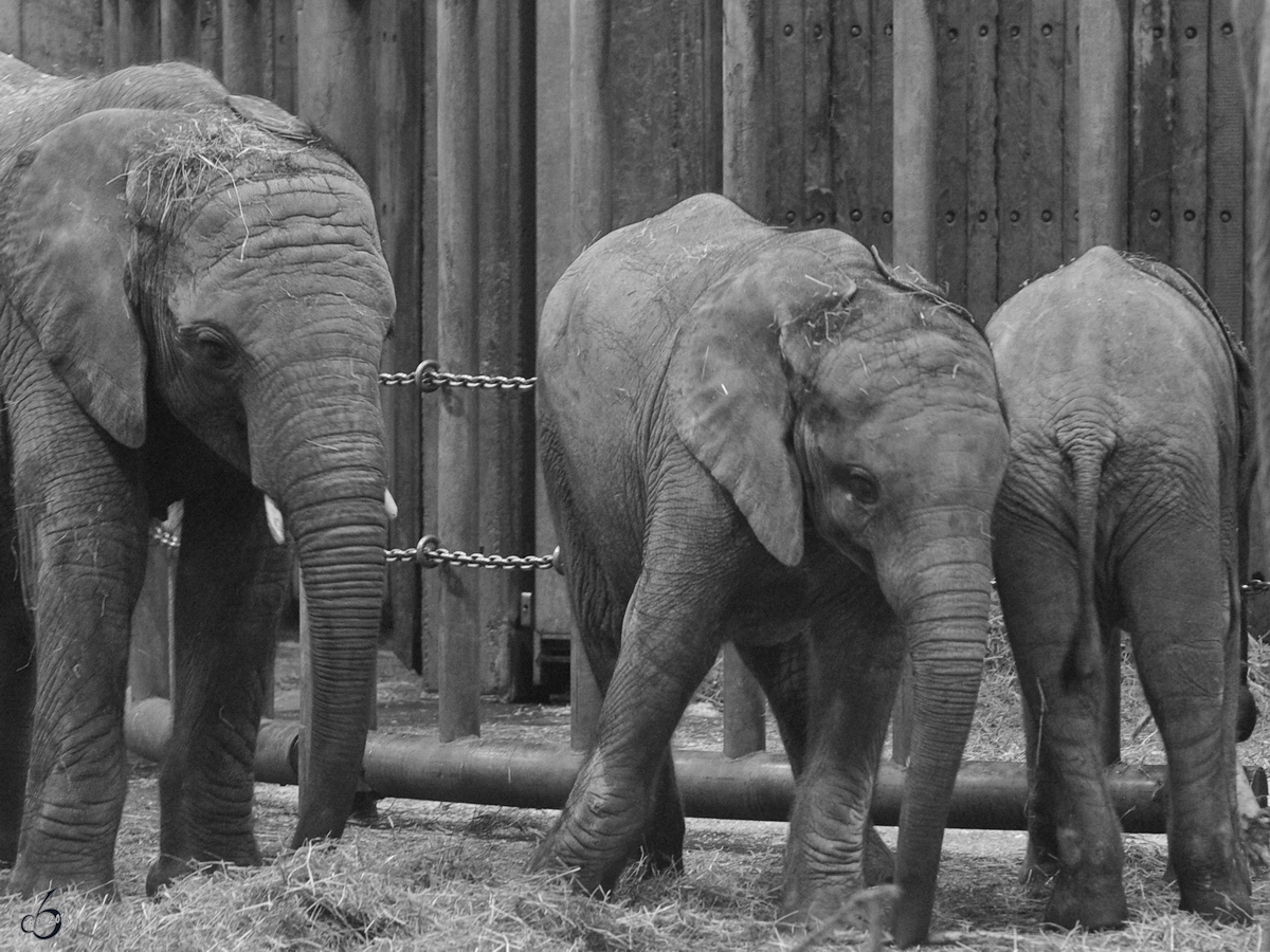 Sdafrikanische Steppenelefanten im Zoo Wuppertal. (Januar 2009)