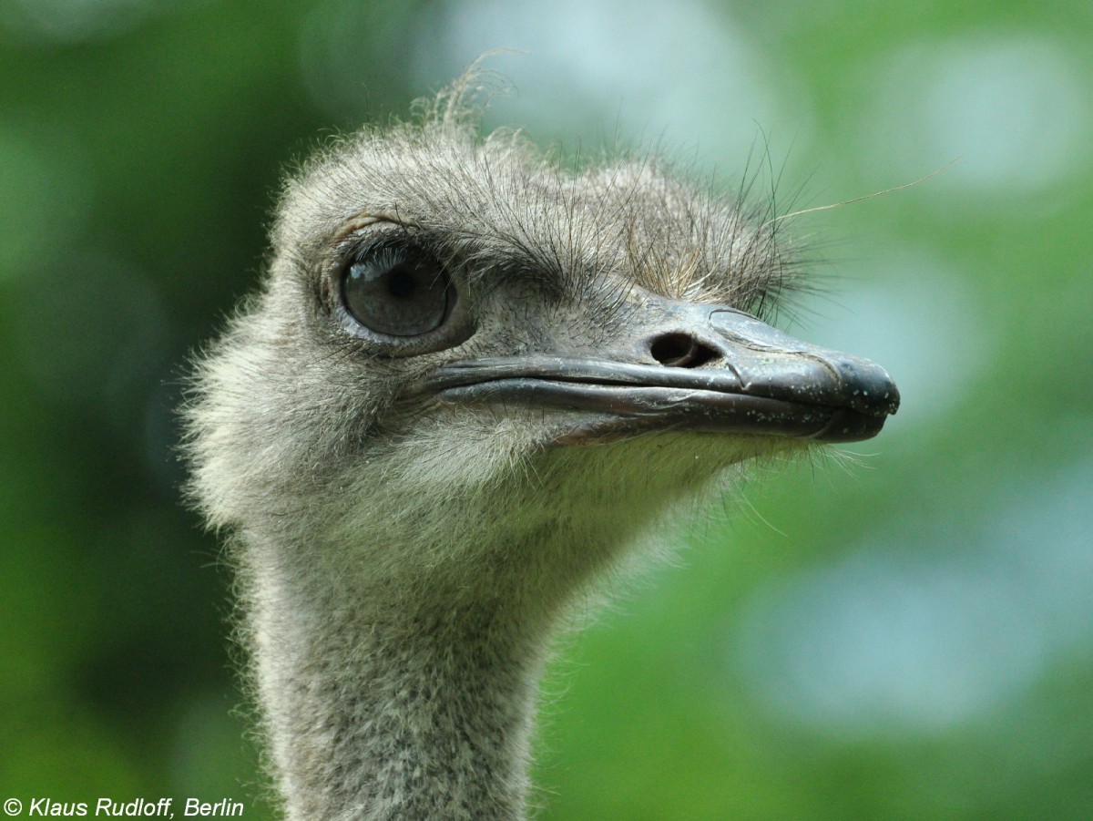 Sdafrikanischer Strau (Struthio camelus australis). Weibchen im Tierpark Berlin (Juli 2015)