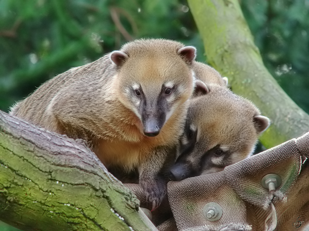 Sdamerikanische Nasenbren im Zoo Dortmund. (Mrz 2009)