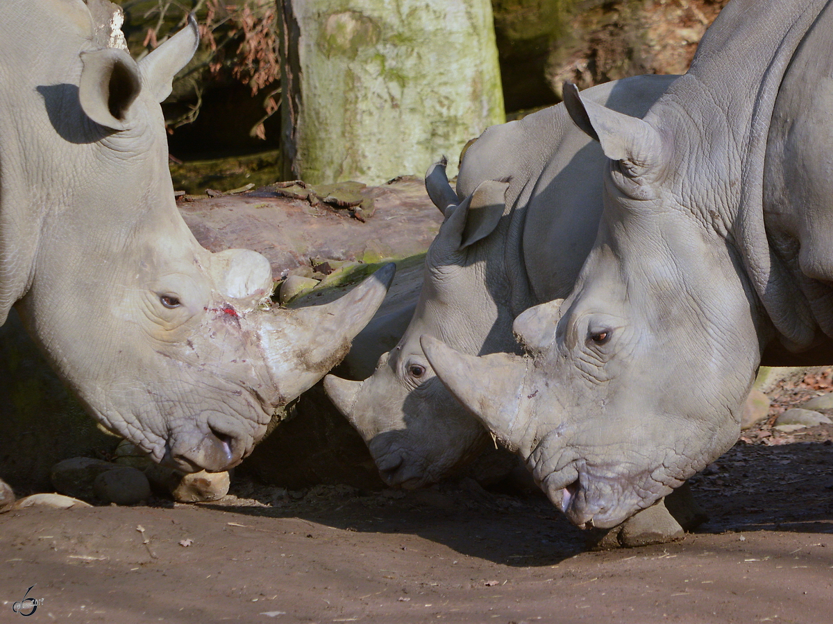 Sdliche Breitmaulnashrner im Zoo Dortmund. (Februar 2015)