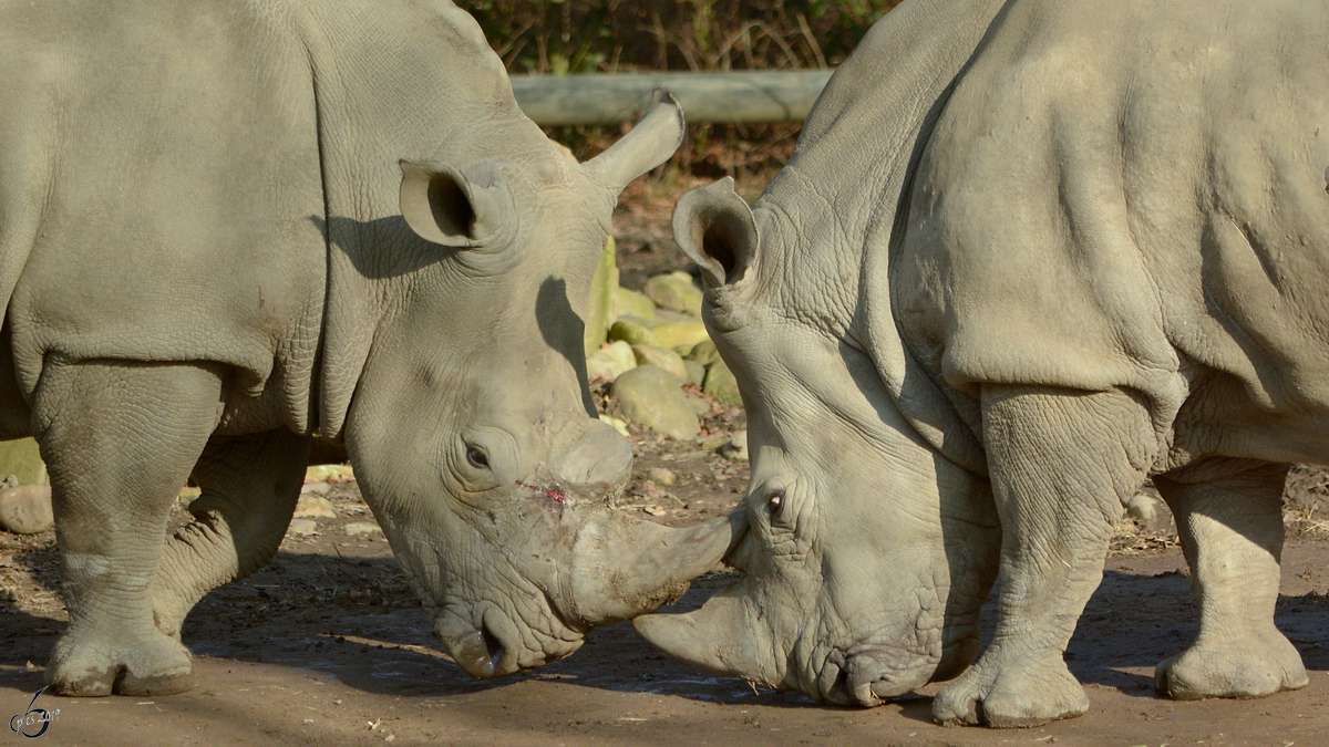 Sdliche Breitmaulnashrner im Zoo Dortmund. (Februar 2015)