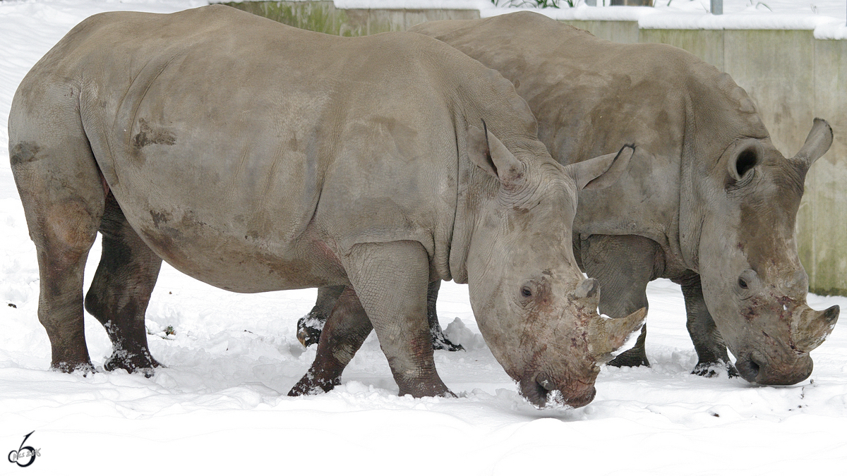 Sdliche Breitmaulnashrner im Zoo Dortmund. (Januar 2010)